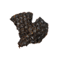 Rabbit Liver